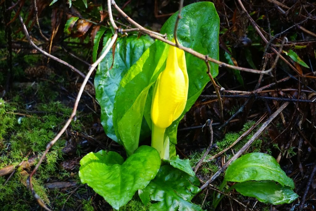 Wild plants of coastal Oregon. Blooming large leaf plant Oregon coast called Skunk Cabbage.