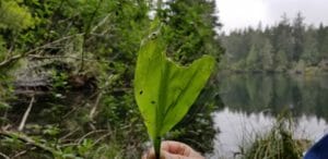 Black Bear takes a bite from a young Skunk Cabbage leaf. Oregon Coast.