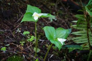 Early spring blooms of Trillium along the forest trails of the Oregon Coast 