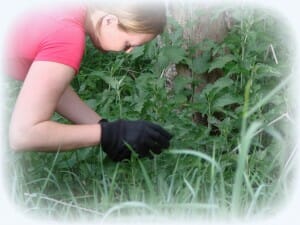 Foraging Edible Plants Weekend Survival School CA