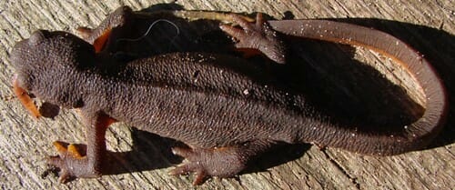 Rough skinned Newt