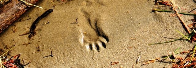 Raccoon tracks in wet sand along lake shore