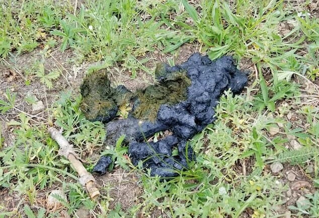 Animal Tracking. Black Bear scat