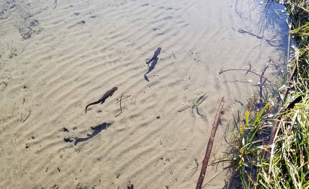 Rough skinned newt