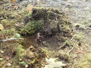 Mountain Lion scent scrape made by front paws. Oregon