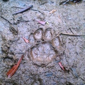 Mountain Lion Facts for Search and Rescue. Lion tracks in mud showing 4 toes and no nail prints.