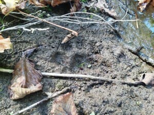 Mountain lion track in soft mud in Oregon