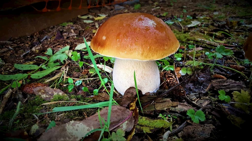 Foraging Edible Mushrooms