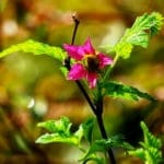 Edible and Useful Wild Coastal Plants - Oregon