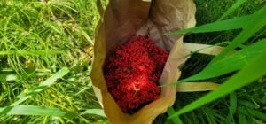 red elderberry foraging useful coastal plants oregon