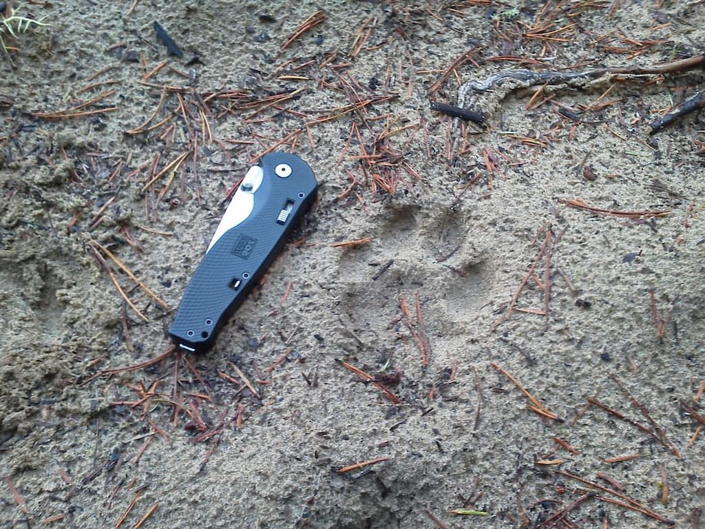 Mountain Lion facts. Cougar track in sand.