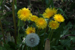  Early spring edibles