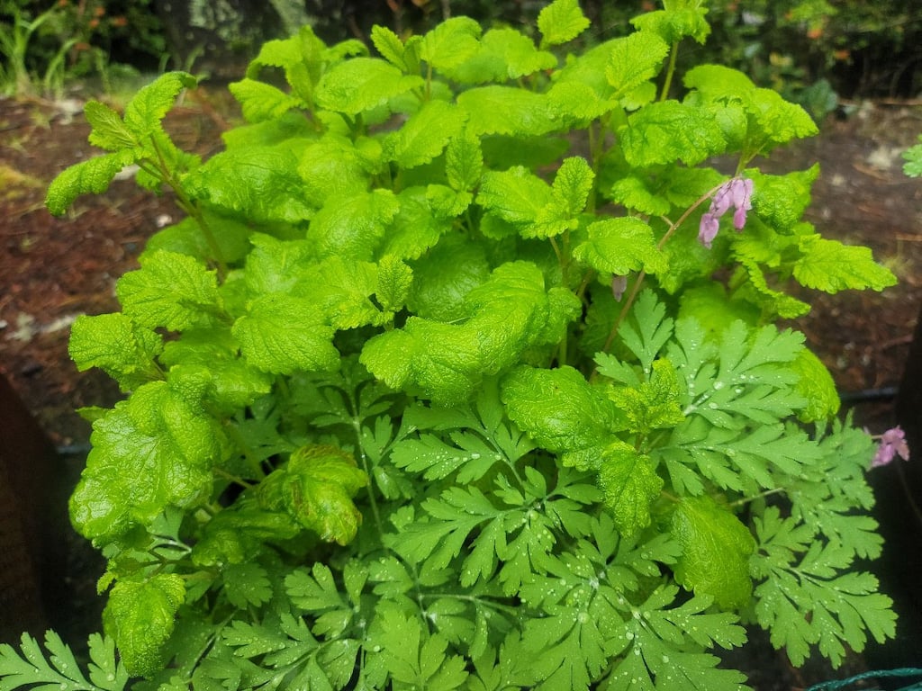 Lemon Balm Melissa officinalis. A calming herb drunk as a tea.