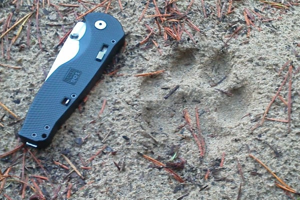 Cougar print in sand