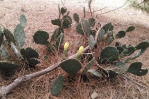 Prickly pear native edible plant of Texas