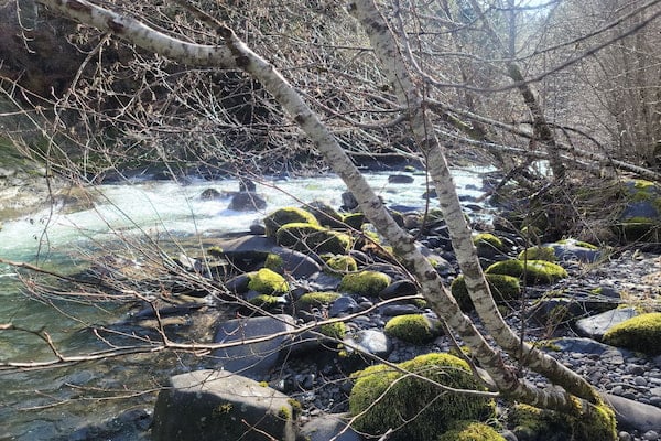 Alder trees and spring runoff at camp."