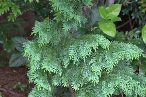 Red Cedar tree medicine