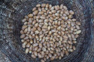 Living Foods & Medicines