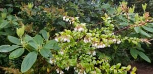 Evergreen Huckleberry Blossoms.