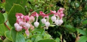 Salal in bloom on the Oregon coast.