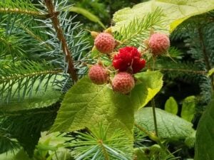 Thimbleberries ripening.