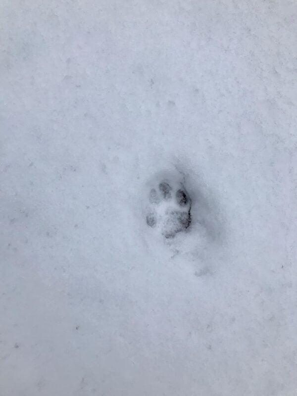 Tracking Cougar in Snow
