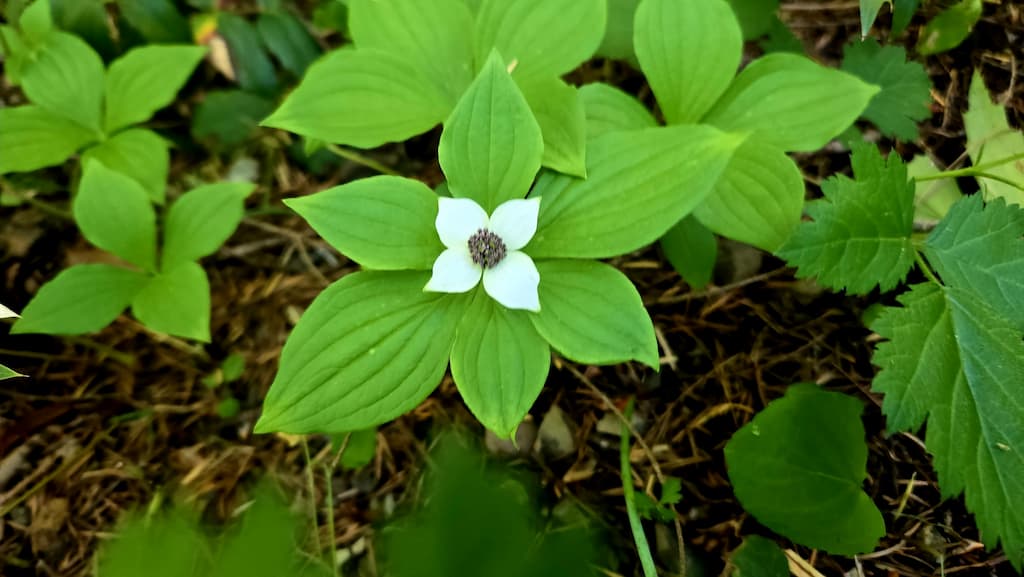 Useful Oregon Plants Course.