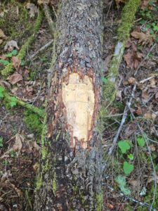 Cougar claw raking on log.